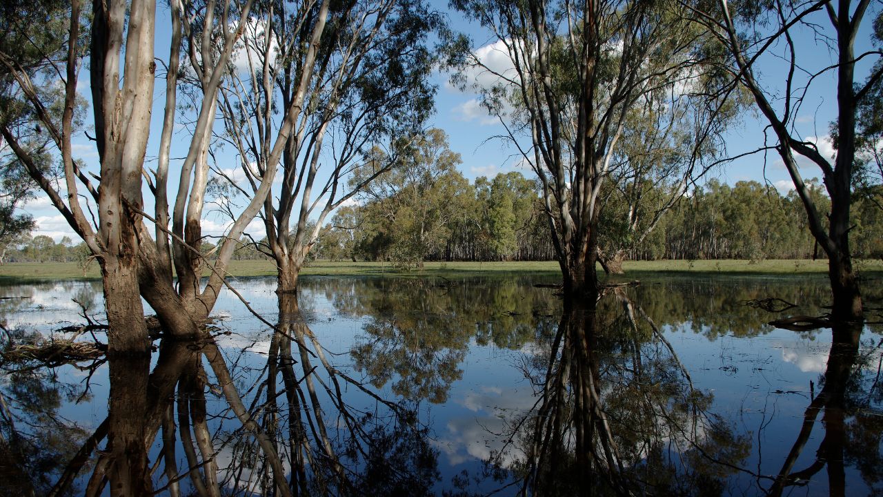 Native trees in a regional forested wetland setting